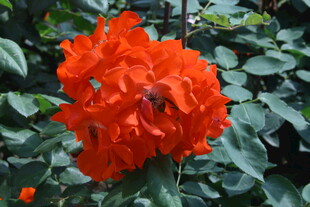 月季花  