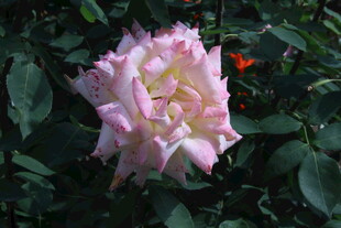 月季花  