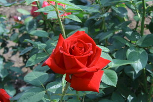 月季花  