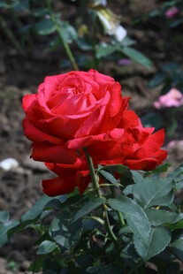 月季花  