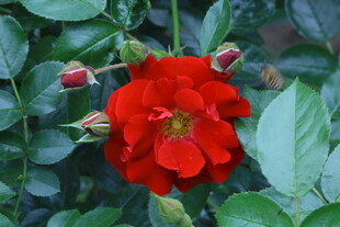 月季花 