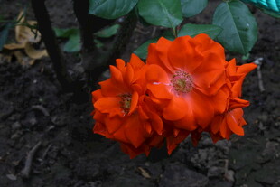 月季花  