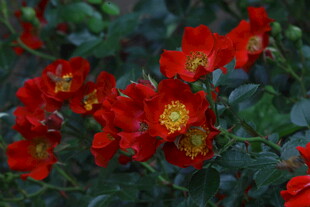 月季花 