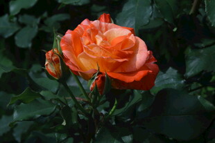 月季花  