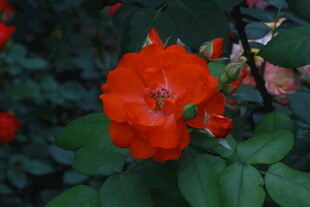 月季花  