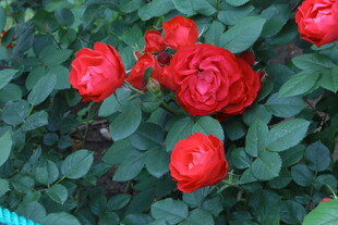 月季花  