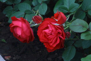月季花 