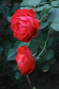 月季花 