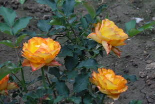 月季花  