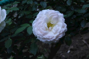 月季花  