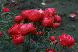 月季花  