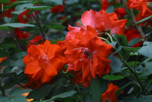 月季花  