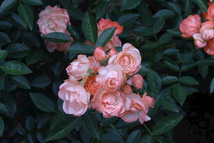 月季花 
