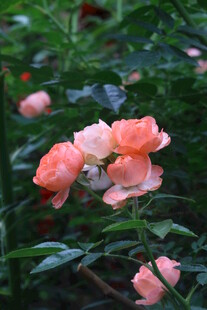 月季花  