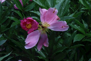 月季花  