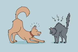 猫狗对峙瞬间