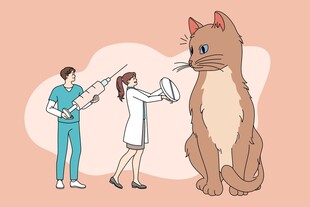 兽医为猫咪做检查