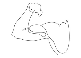 手臂肌肉线条简笔画