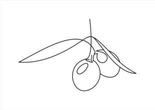 简约线条橄榄果实插画