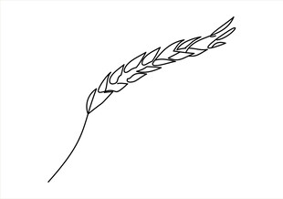 麦穗线条画