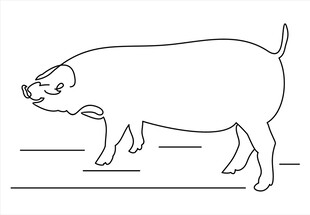 简笔画肥猪