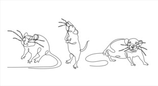三只动态老鼠线稿图