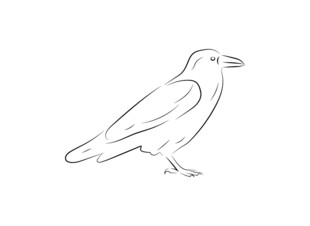 站立的鸟线条简笔画