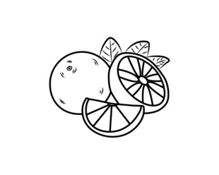手绘柑橘线条插画