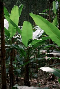 丛林中的翠绿芭蕉叶