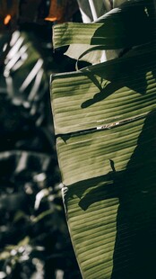 阳光下的翠绿芭蕉叶