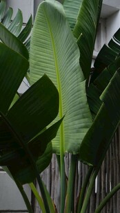 大叶绿植特写