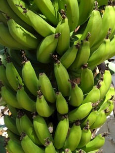 一串鲜绿的未成熟香蕉