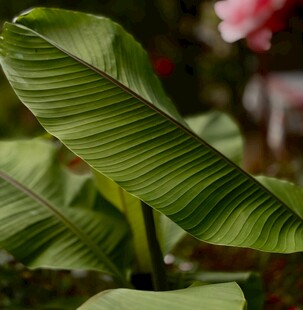 翠绿芭蕉叶特写