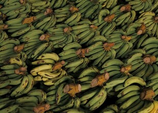 大量青香蕉整齐堆放