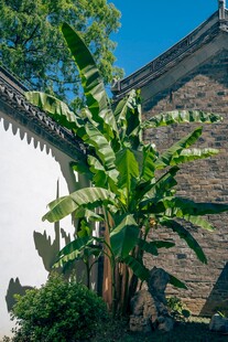 庭院芭蕉绿植古建筑