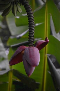 香蕉树