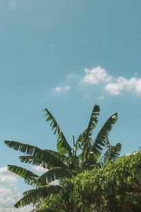 蓝天绿叶下的生机景象