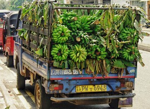 货车满载香蕉停靠路边