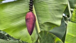 香蕉树