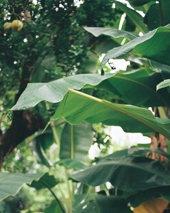 繁茂绿植景观