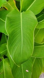 翠绿宽大的热带植物叶片