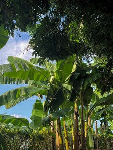 香蕉树