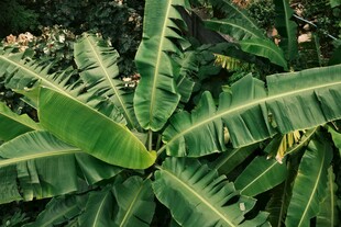 茂盛的热带绿植叶片