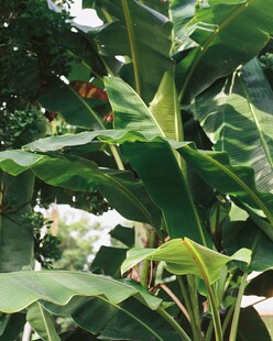 繁茂香蕉树