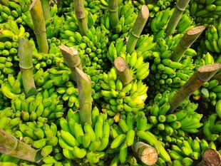 香蕉 