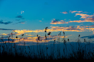 夕阳下的芦苇剪影美景