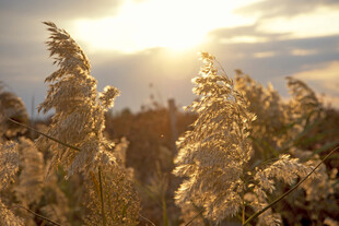 夕阳下的芦苇美景