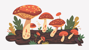 野生菌插画