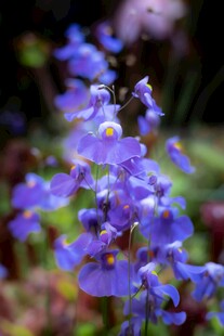 紫色小花绽放