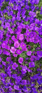 紫色繁花锦簇